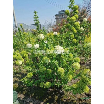 供应各个规格 精品大叶黄杨球
