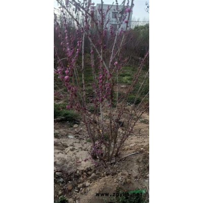 江苏大叶黄杨柱子批发，江苏精品大叶黄杨柱子批发，大量采购精品