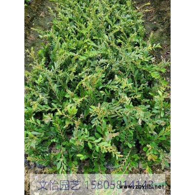 大叶黄杨-色块/小毛球/柱