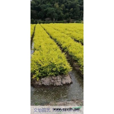 大叶黄杨-色块/小毛球/柱图3