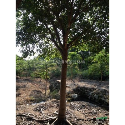 福建茶花树苗批发 福建茶梅报价 福建茶花种植基地
