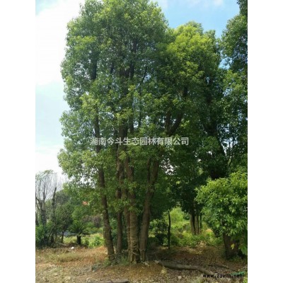 湖南茶花求 长沙茶花求报价 精品茶花求 今年茶花求价格