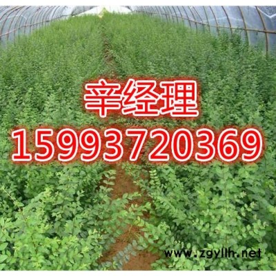 禹州供应白皮松/价格159-9372-0369【艺林苗木供应】