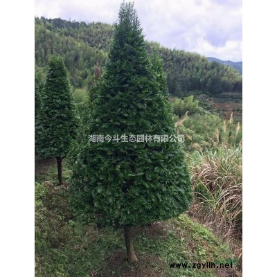 优质特价西洋杜鹃产地直销
