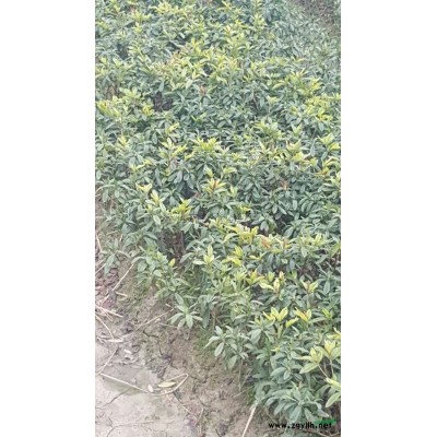 杜鹃、毛鹃报价/宁波毛鹃报价