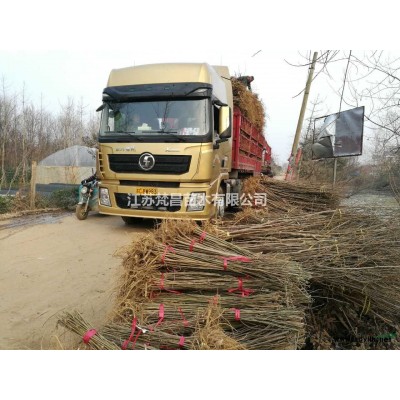 江苏金边黄杨 玉边黄杨介绍/特征/用途