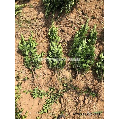 金边黄杨基地直销