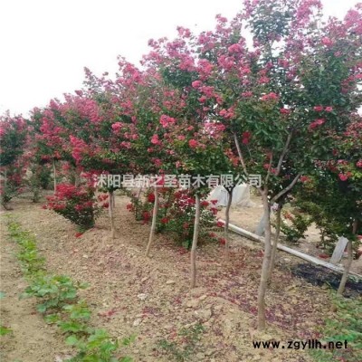 基地出售精品瓜子黄杨--瓜子黄杨球