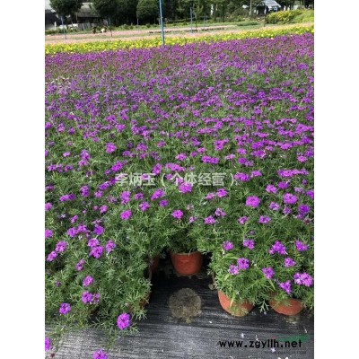 品种好 瓜子黄杨 小叶黄杨 这种货 哪里找