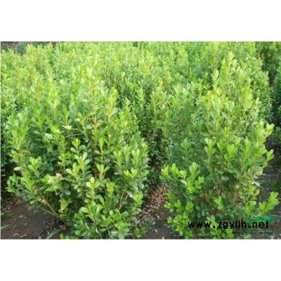 杜鹃 毛娟 H 30-40 萧山苗木