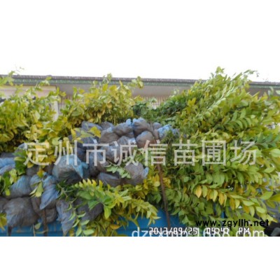 大量白皮松销售中,河北保定花灌木价格 定州诚信苗圃场