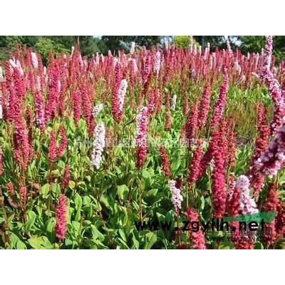 杜鹃花盆栽 室内观花植物杜鹃映山红 可地栽绿植盆景带花苞