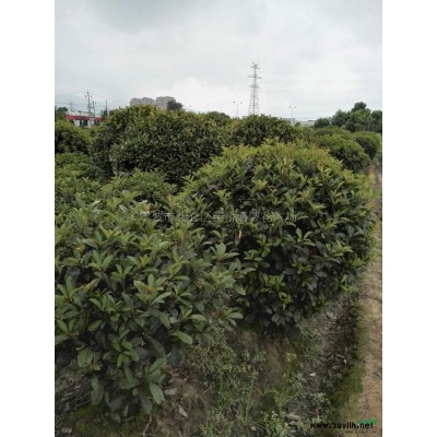 宁波地区常年供应毛娟，杜鹃，春娟，夏娟，白色杜鹃