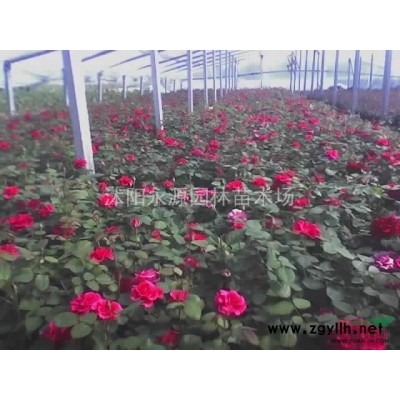大批量供应春鹃，夏鹃，紫鹃，毛鹃， 杜鹃