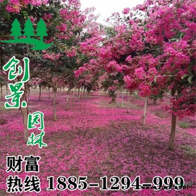 常年供应优质瓜子黄杨 苗圃自产自销 量大优惠