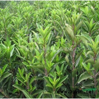 浙江萧山苗木种植基地－金边黄杨小毛球工程苗