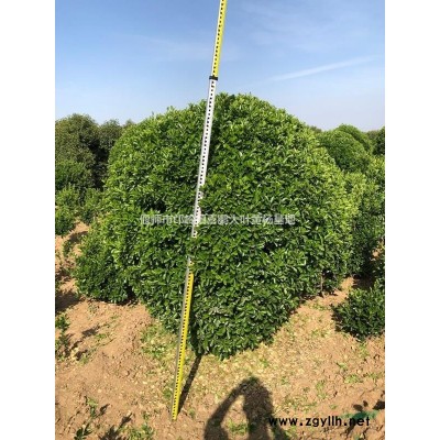 小叶黄杨基地，瓜子黄杨