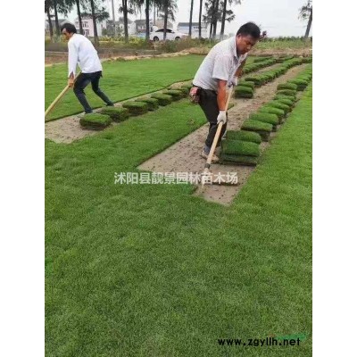 西洋杜鹃盆栽苗 毛叶杜鹃工程苗 紫叶杜鹃庭院观赏植物