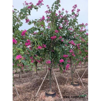 供应质优多色勒杜鹃福建漳州货源