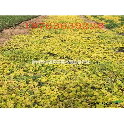 石岩低价种植基地  石岩杜鹃自产自销  批发价格