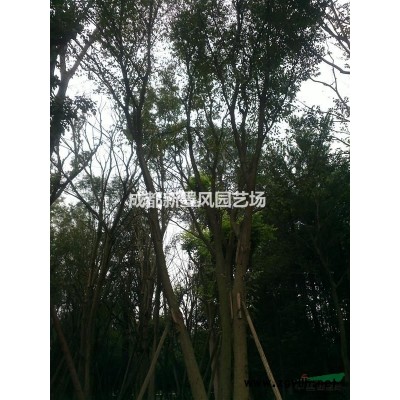 杜鹃球/杜鹃苗/西洋鹃/春鹃/夏鹃