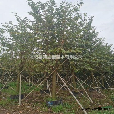 杜鹃花产地直销--大量批发--价格优惠