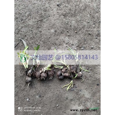 锦绣杜鹃/毛鹃-大小杯苗/小毛球