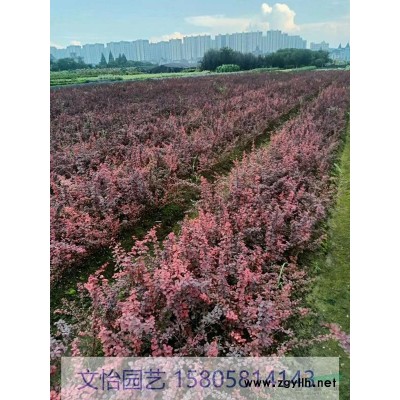 锦绣杜鹃/毛鹃-大小杯苗/小毛球图3