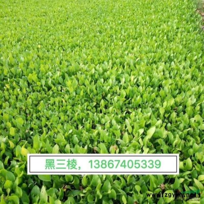 瓜子黄杨大杯 瓜子黄杨大杯苗基地 瓜子黄杨价格
