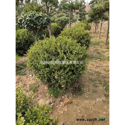 批发春鹃，夏鹃，紫鹃，毛鹃， 杜鹃，品种*
