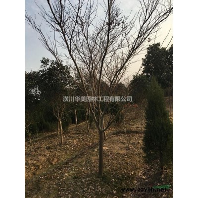 杜鹃价格，河南毛鹃春鹃紫鹃夏鹃价格，20厘米至1米冠杜鹃价格
