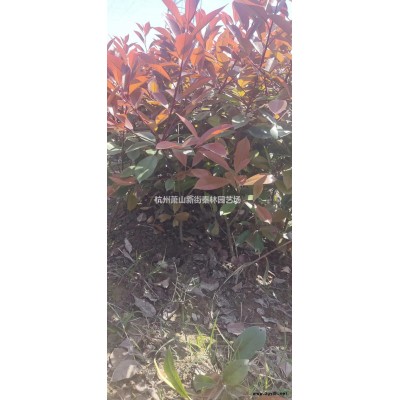 优质特价小杯金边黄杨 杭州大杯小杯苗产地直销