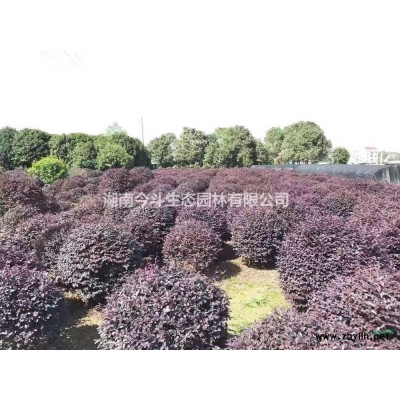 金边黄杨报价 湖南金边黄杨 长沙金边黄杨基地
