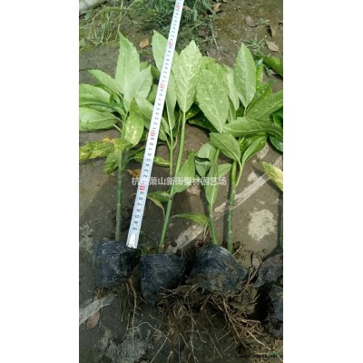 浙江萧山供应瓜子黄杨