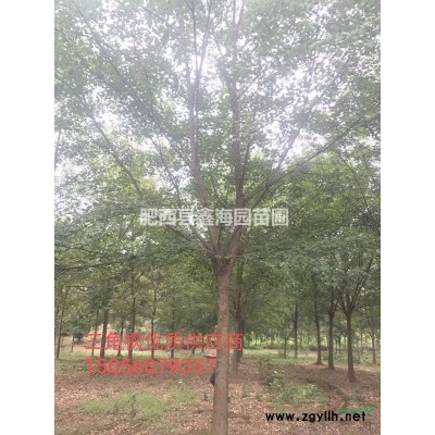 垂柳 红叶李 乌桕 桂花 香樟 朴树 三角枫 海桐球