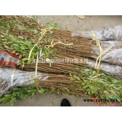 供应30公分，40公分，50公分杜鹃小苗