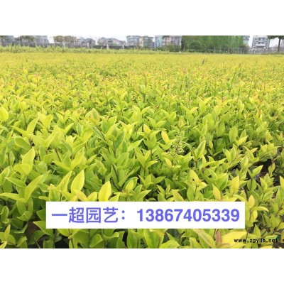 金边黄杨小苗，金边黄杨小杯苗，金边黄杨大杯苗，金边黄杨小毛球