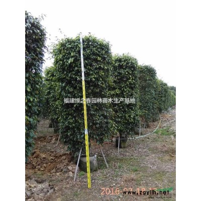 三角梅勒杜鹃—袋苗假植苗—高0.2-6米—清场出售