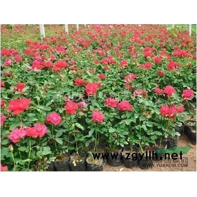 精品 瓜子黄杨球P80-200