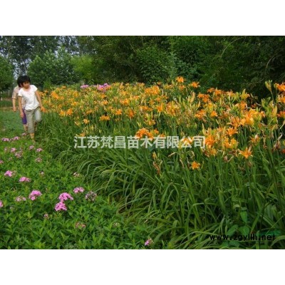 江苏海桐球 海桐球基地行情报价/江苏海桐球 海桐球基地图片展示