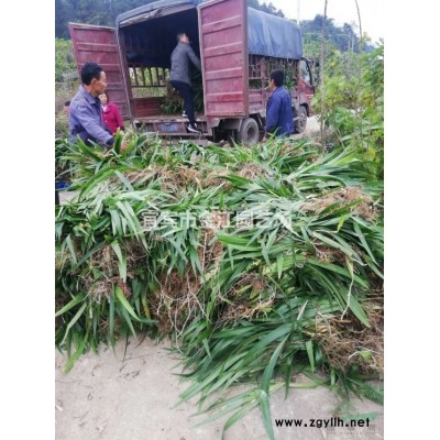 四川杜鹃价格 报价2.8元元株西洋杜鹃16杯