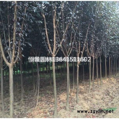 金边黄杨球 基地金边黄杨球价格表