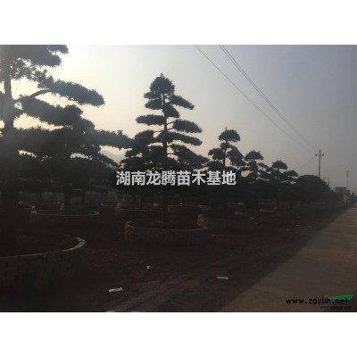 批发湖南海桐小苗 精品海桐球 海桐球价格