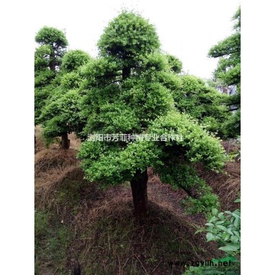 湖南景观树+造型树+嫁接树杜鹃造型小叶女贞 红花继木桩