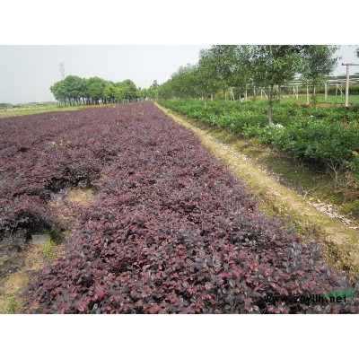 比利时杜鹃