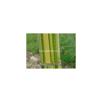 大量出售大叶黄杨小苗 海桐小苗 金边黄杨 女贞  十大功劳小苗