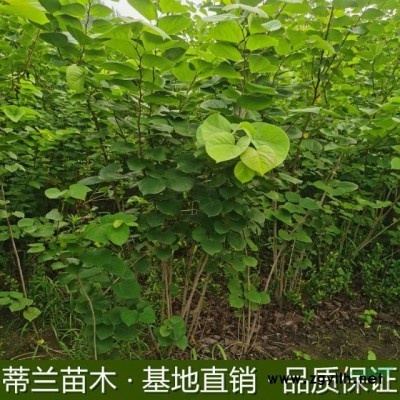 江苏金边黄杨批发价格便宜，这是今天从基地实拍的金边黄杨图片，