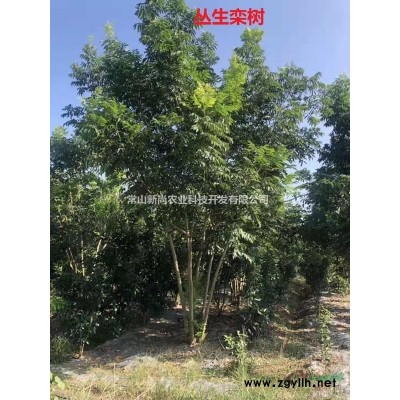 金边黄杨柱