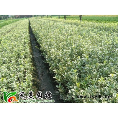 供应海桐_海桐工程苗_海桐球苗木