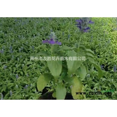 瓜子黄杨 瓜子黄杨基地